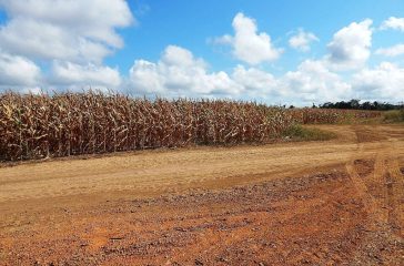 Plantio_de_OGM_na_Amazônia